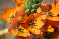 Flowers On A Star Of Bethlehem Plant