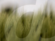 Agriculture Season In Poland