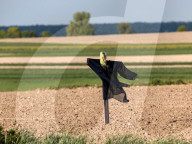 Agriculture Season In Poland