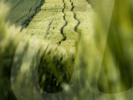 Agriculture Season In Poland