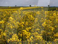 Agriculture Season In Poland