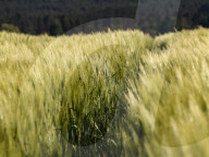 Agriculture Season In Poland