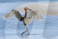 Reddish Egret Hunts For Fish