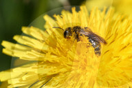 Small Bee Pollinating A Dandelion Flower
