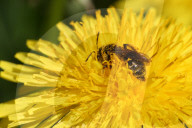 Small Bee Pollinating A Dandelion Flower