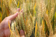 Summer Agriculture