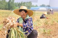 Summer Agriculture