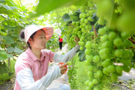 Summer Agriculture