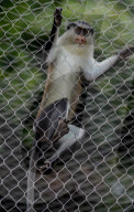 Mana Monkey In Indonesian Zoo