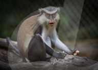 Mana Monkey In Indonesian Zoo