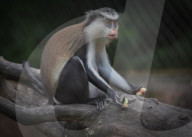 Mana Monkey In Indonesian Zoo