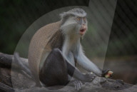 Mana Monkey In Indonesian Zoo