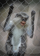 Mana Monkey In Indonesian Zoo
