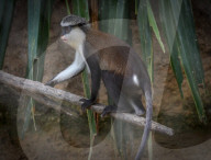 Mana Monkey In Indonesian Zoo