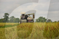 India Agriculture