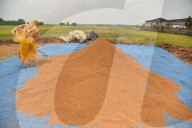 India Agriculture
