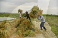 India Agriculture