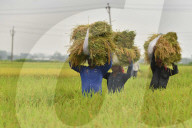 India Agriculture