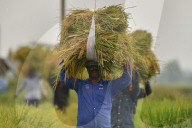 India Agriculture