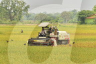 India Agriculture