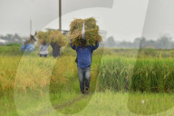India Agriculture