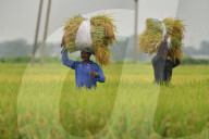 India Agriculture