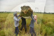 India Agriculture