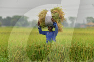India Agriculture