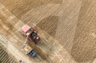 Wheat Harvest in Fuyang