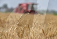 Wheat Harvest in Fuyang