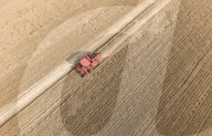 Wheat Harvest in Fuyang