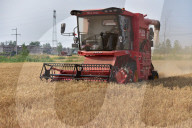 Wheat Harvest in Fuyang
