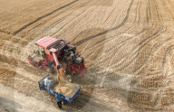 Wheat Harvest in Fuyang