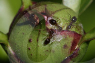 Ants On A Peony Plant
