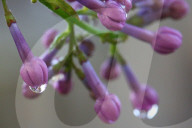 Lilac Bush Covered With Mauve Flowers