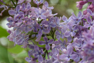 Lilac Bush Covered With Mauve Flowers
