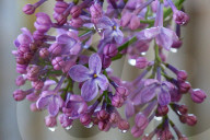 Lilac Bush Covered With Mauve Flowers