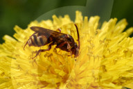Obliterated Cuckoo Nomad Bee On A Dandelion Flower