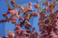 Crabapple Flowers Blooming During The Spring Season