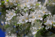 Crabapple Flowers Blooming During The Spring Season