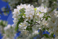 Crabapple Flowers Blooming During The Spring Season