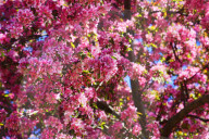 Crabapple Flowers Blooming During The Spring Season