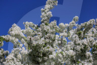 Crabapple Flowers Blooming During The Spring Season