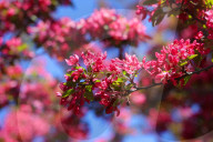 Crabapple Flowers Blooming During The Spring Season