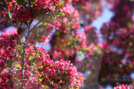 Crabapple Flowers Blooming During The Spring Season