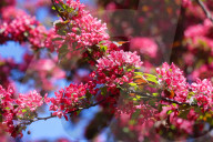 Crabapple Flowers Blooming During The Spring Season