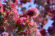 Crabapple Flowers Blooming During The Spring Season