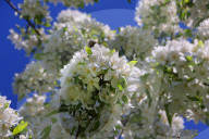Crabapple Flowers Blooming During The Spring Season