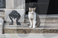 Larry The Cat In Downing Street