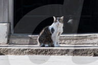 Larry The Cat In Downing Street